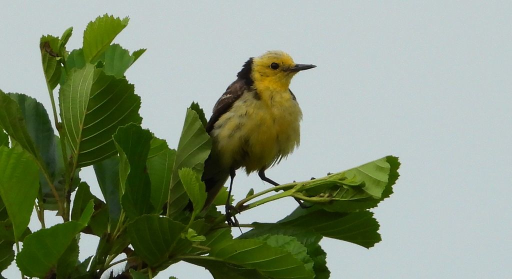 Pliszka cytrynowa (Motacilla citreola)