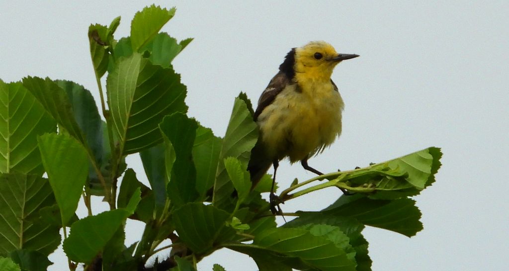 Pliszka cytrynowa (Motacilla citreola)