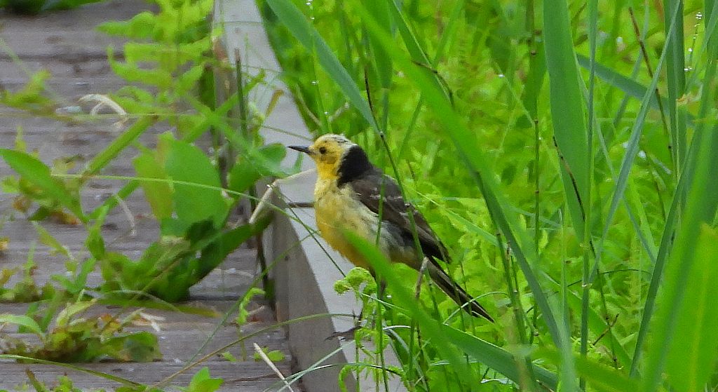 Pliszka cytrynowa (Motacilla citreola)