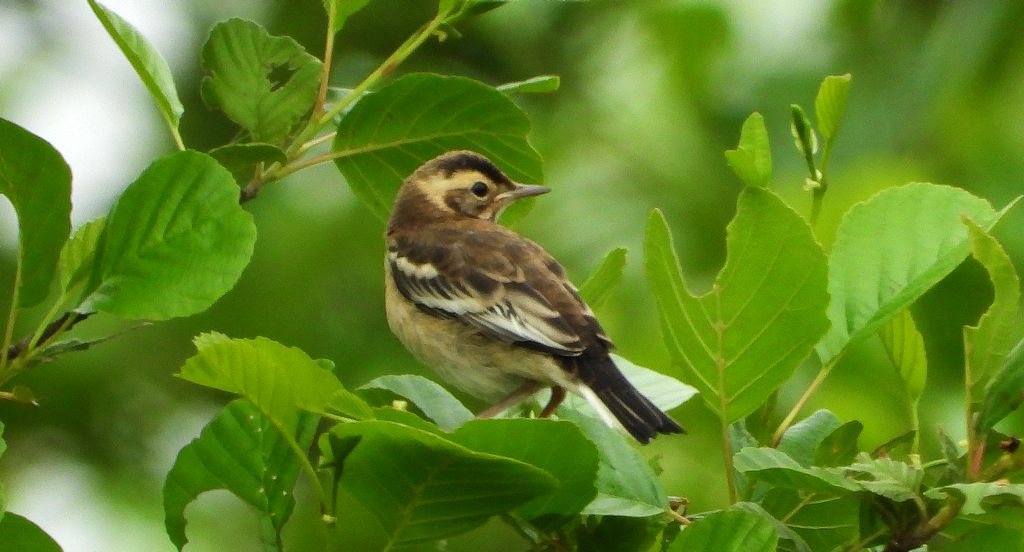 Pliszka cytrynowa (Motacilla citreola)