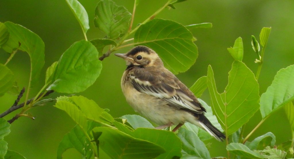 Pliszka cytrynowa (Motacilla citreola)