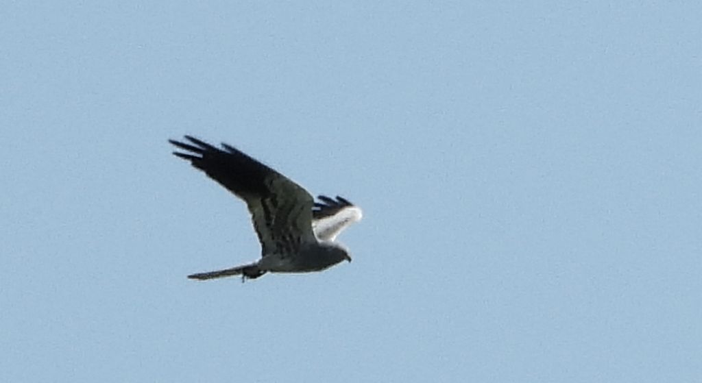 Błotniak łąkowy, błotniak popielaty (Circus pygargus)