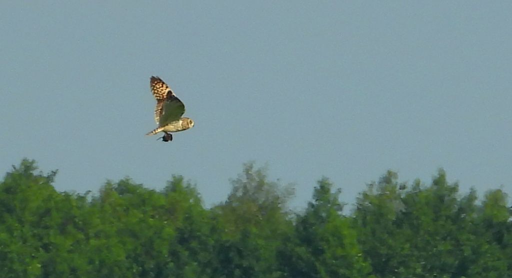 Uszatka błotna, sowa błotna, błotnica (Asio flammeus)