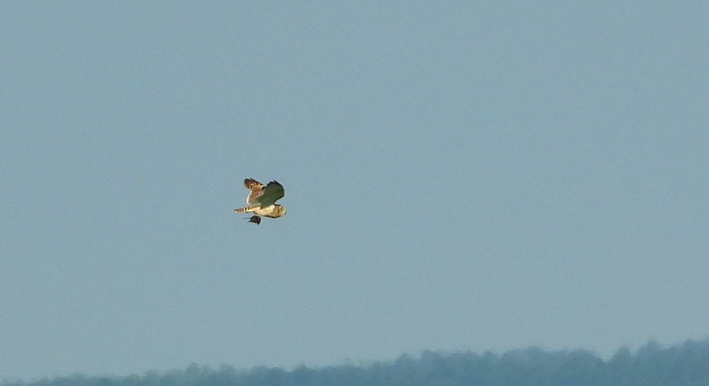 Uszatka błotna, sowa błotna, błotnica (Asio flammeus)