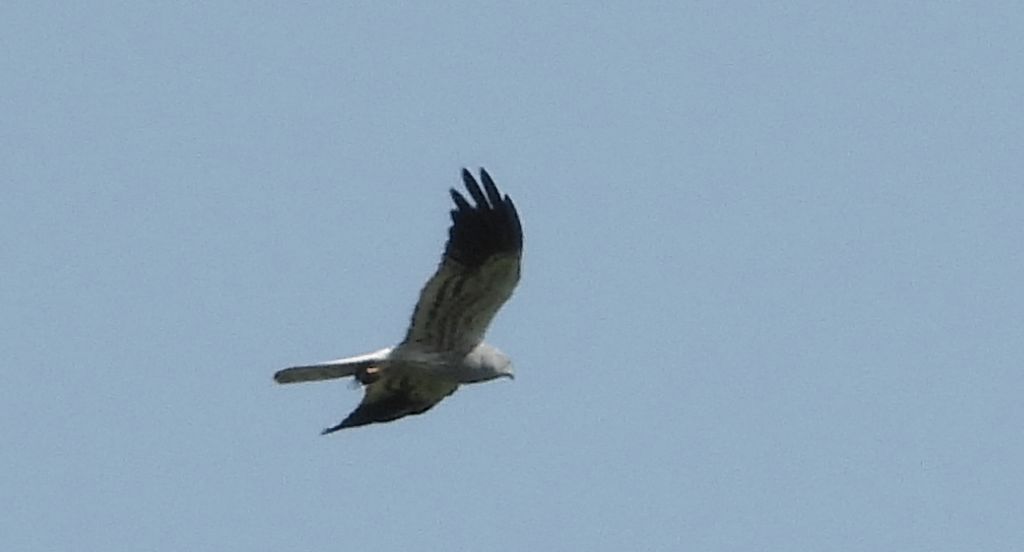 Błotniak łąkowy, błotniak popielaty (Circus pygargus)