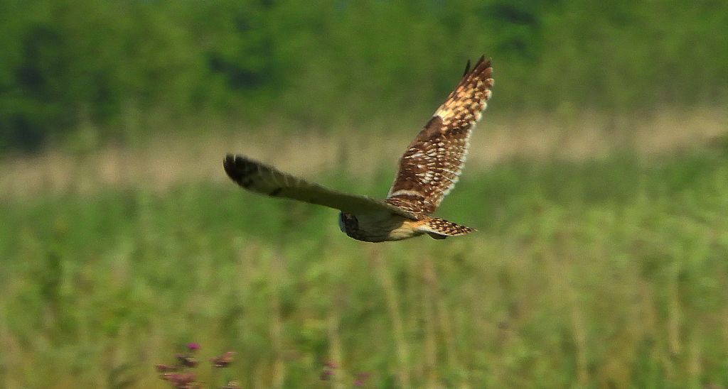 Uszatka błotna, sowa błotna, błotnica (Asio flammeus)