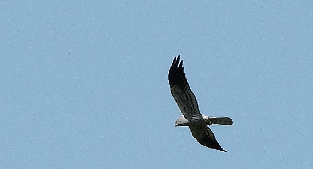 Błotniak łąkowy, błotniak popielaty (Circus pygargus)