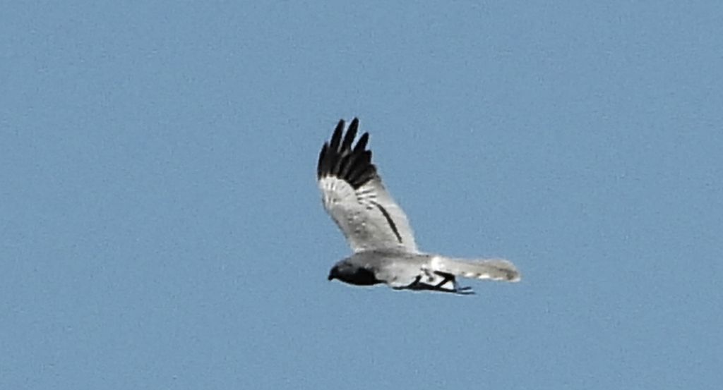 Błotniak łąkowy, błotniak popielaty (Circus pygargus)