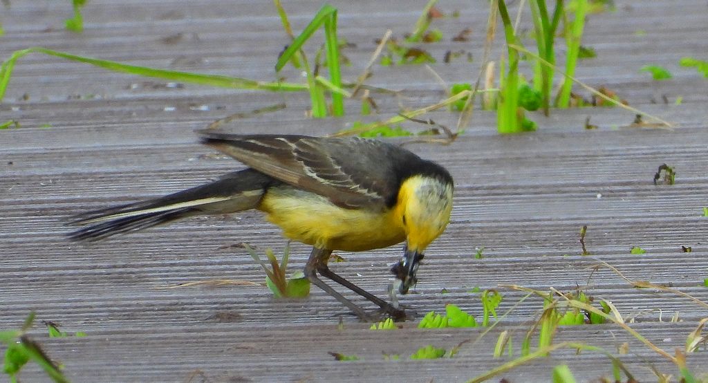 Pliszka cytrynowa (Motacilla citreola)