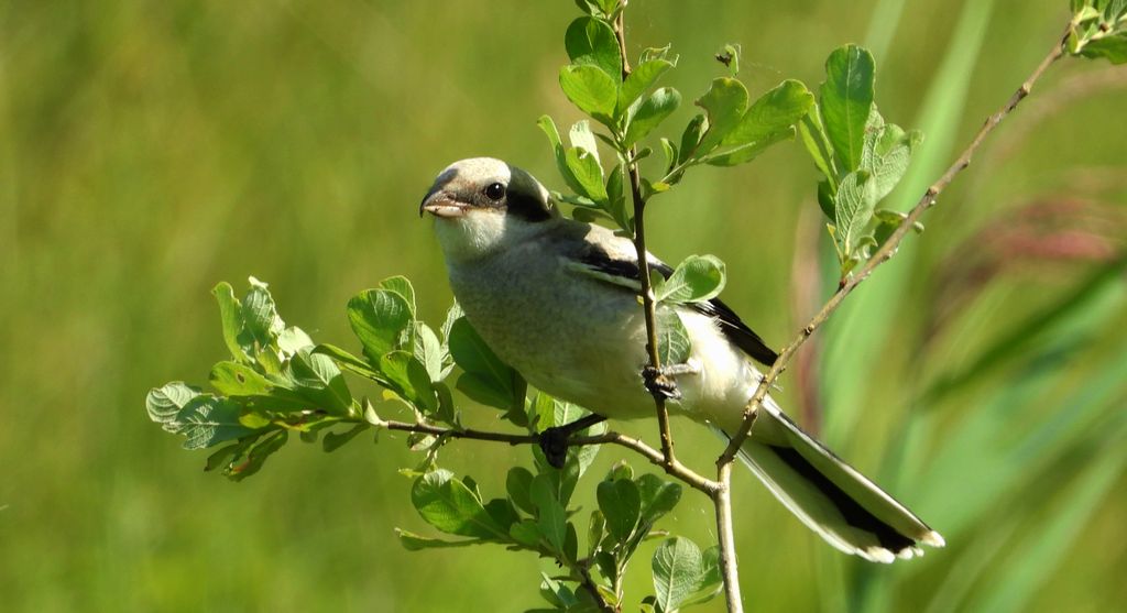 Srokosz (Lanius excubitor)