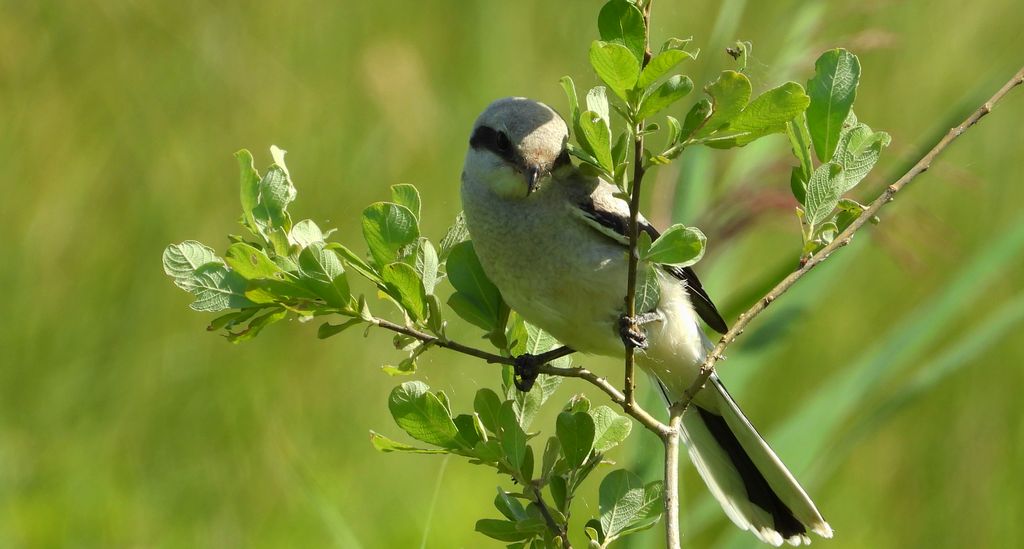 Srokosz (Lanius excubitor)