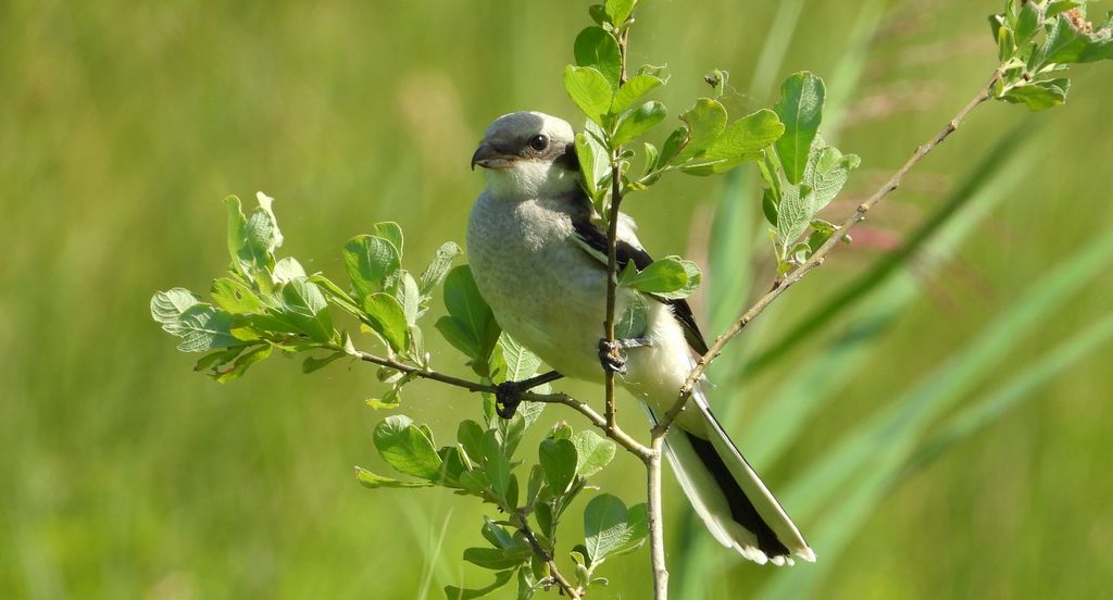 Srokosz (Lanius excubitor)