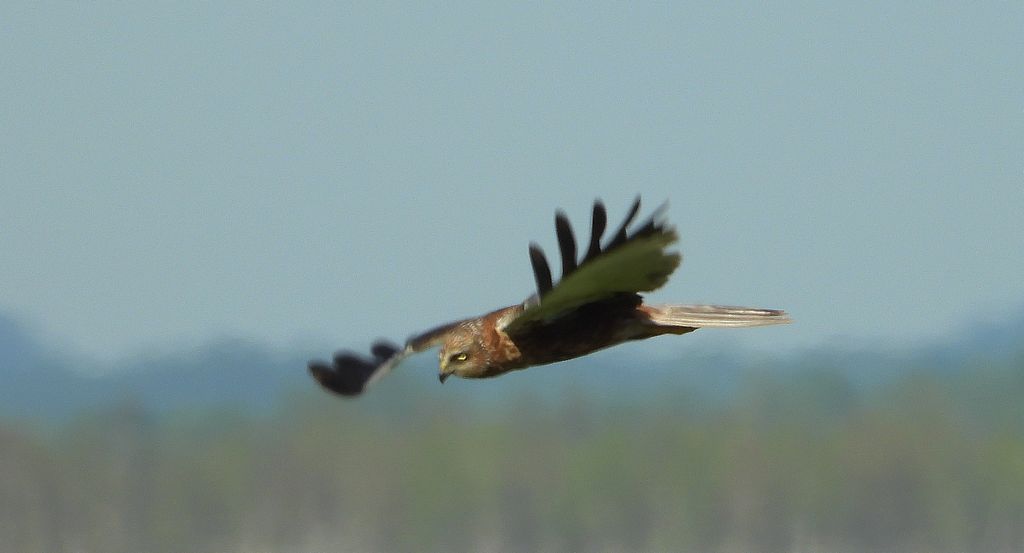 Błotniak stawowy (Circus aeruginosus)
