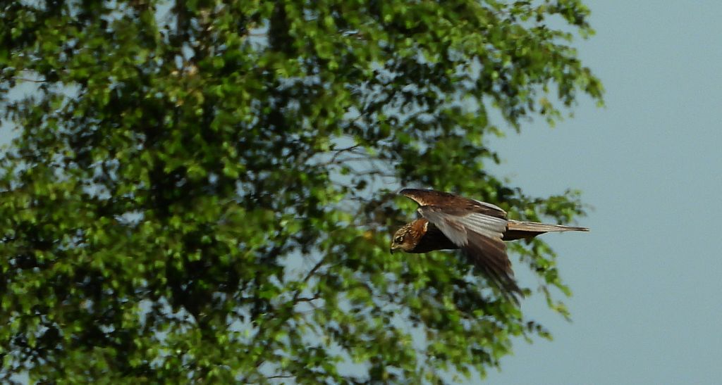 Błotniak stawowy (Circus aeruginosus)