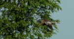 Błotniak stawowy (Circus aeruginosus)