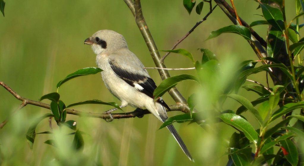 Srokosz (Lanius excubitor)