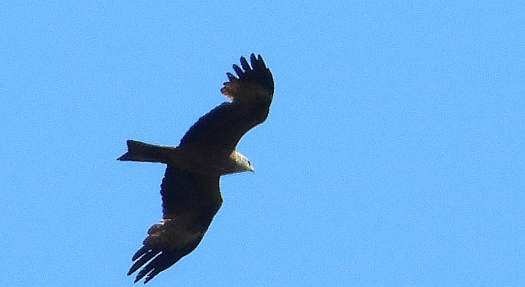Kania czarna, kania brunatna (Milvus migrans)