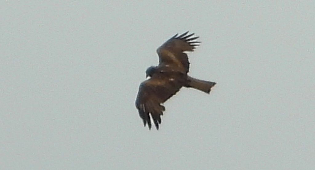 Kania czarna, kania brunatna (Milvus migrans)