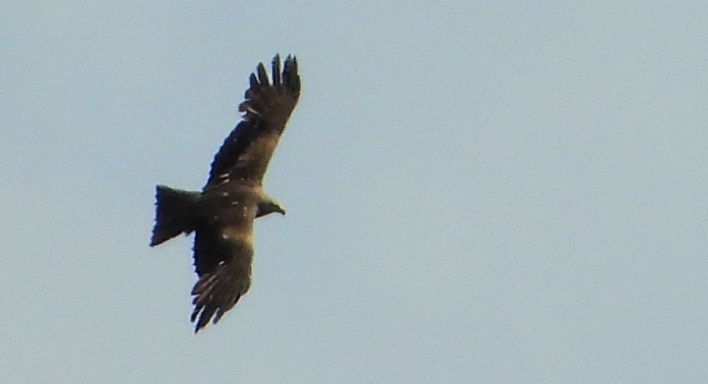 Kania czarna, kania brunatna (Milvus migrans)