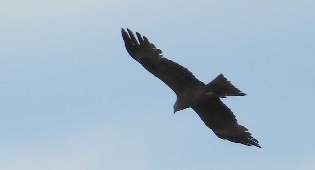 Kania czarna, kania brunatna (Milvus migrans)