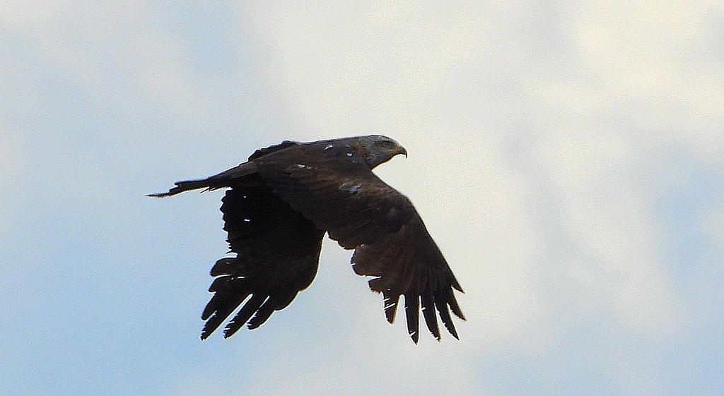 Kania czarna, kania brunatna (Milvus migrans)