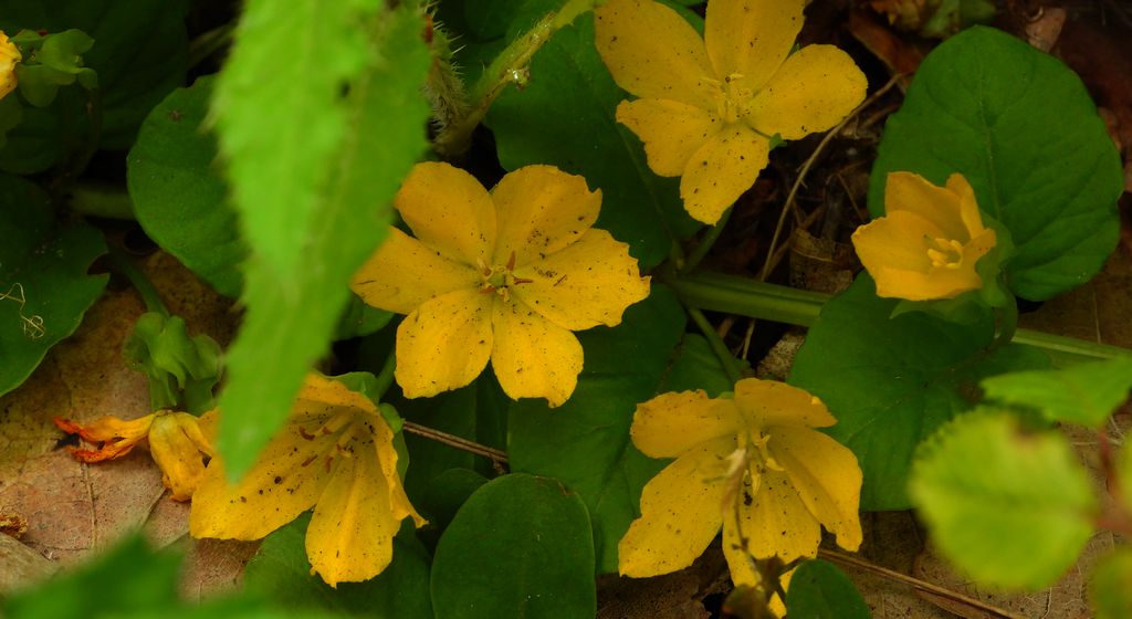 Tojeść rozesłana, pieniążek (Lysimachia nummularia)