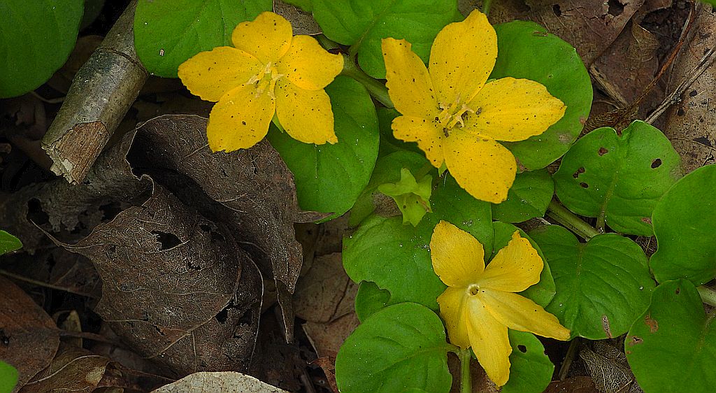 Tojeść rozesłana, pieniążek (Lysimachia nummularia)