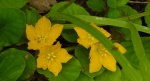 Tojeść rozesłana, pieniążek (Lysimachia nummularia)