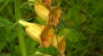 Naparstnica zwyczajna (Digitalis grandiflora)