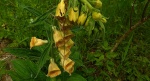 Naparstnica zwyczajna (Digitalis grandiflora)