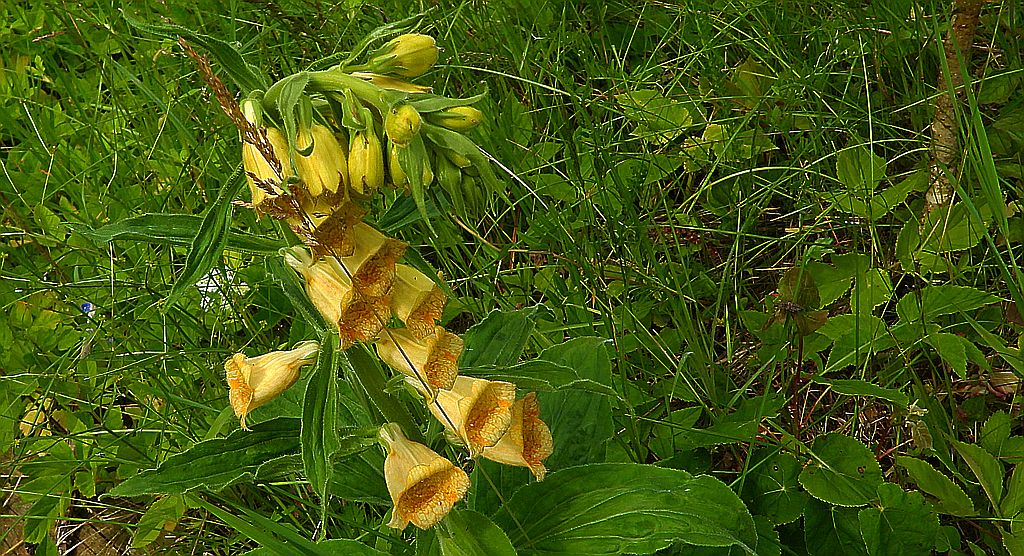 Naparstnica zwyczajna (Digitalis grandiflora)