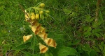 Naparstnica zwyczajna (Digitalis grandiflora)