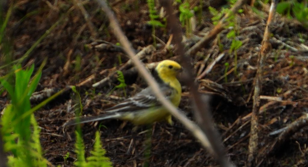 Pliszka cytrynowa (Motacilla citreola)