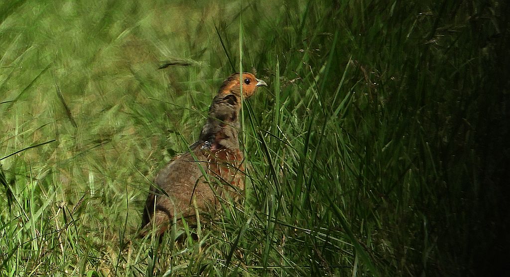 Kuropatwa (Perdix perdix)