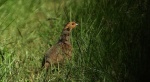 Kuropatwa (Perdix perdix)