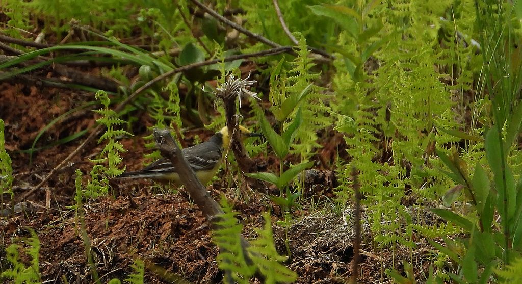 Pliszka cytrynowa (Motacilla citreola)