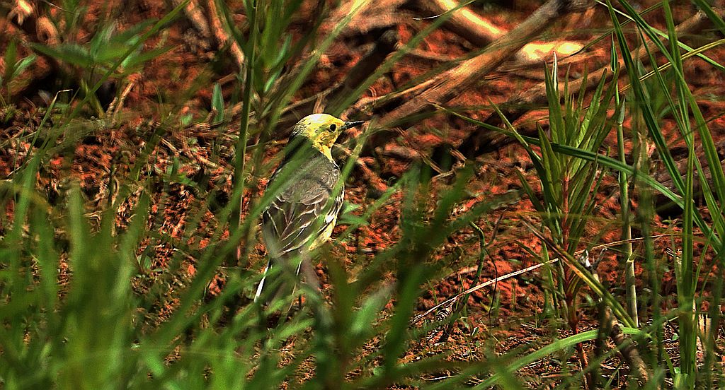 Pliszka cytrynowa (Motacilla citreola)
