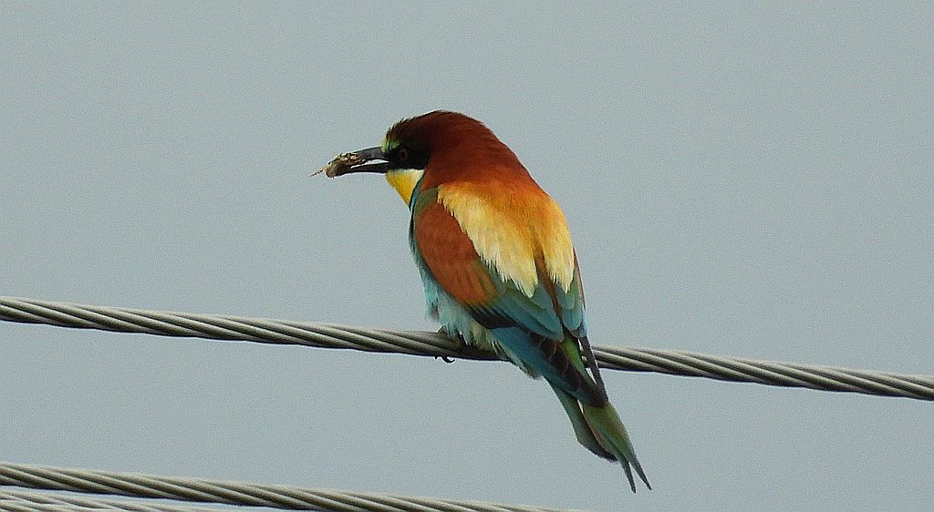 Żołna, żołna pospolita, żołna pszczołojad (Merops apiaster)