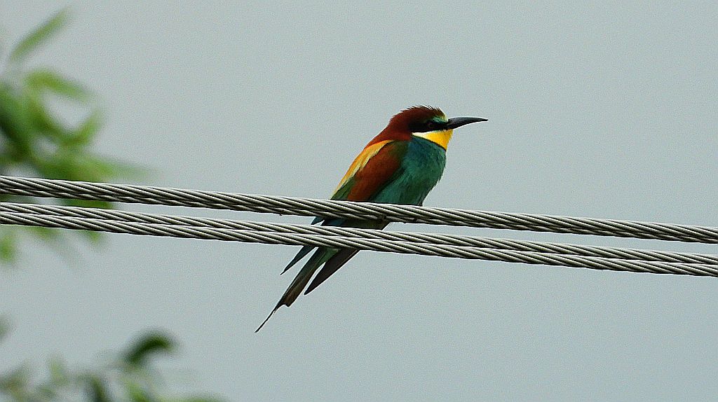 Żołna, żołna pospolita, żołna pszczołojad (Merops apiaster)