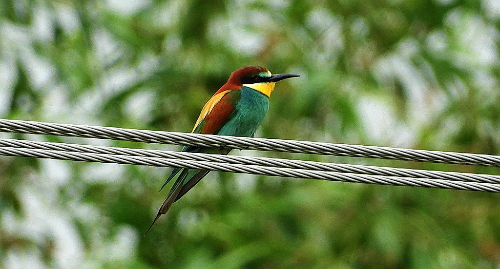 Żołna, żołna pospolita, żołna pszczołojad (Merops apiaster)