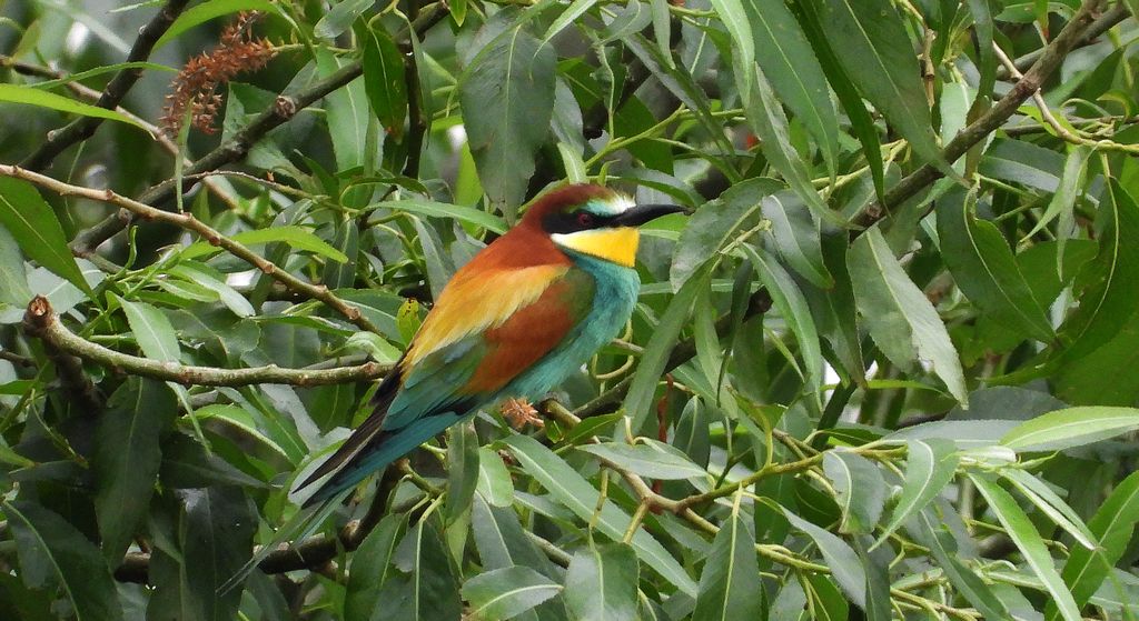 Żołna, żołna pospolita, żołna pszczołojad (Merops apiaster)