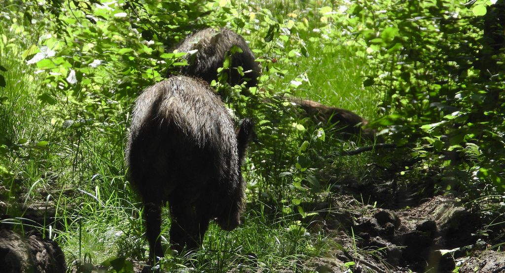 Dzik euroazjatycki, dzik (Sus scrofa)