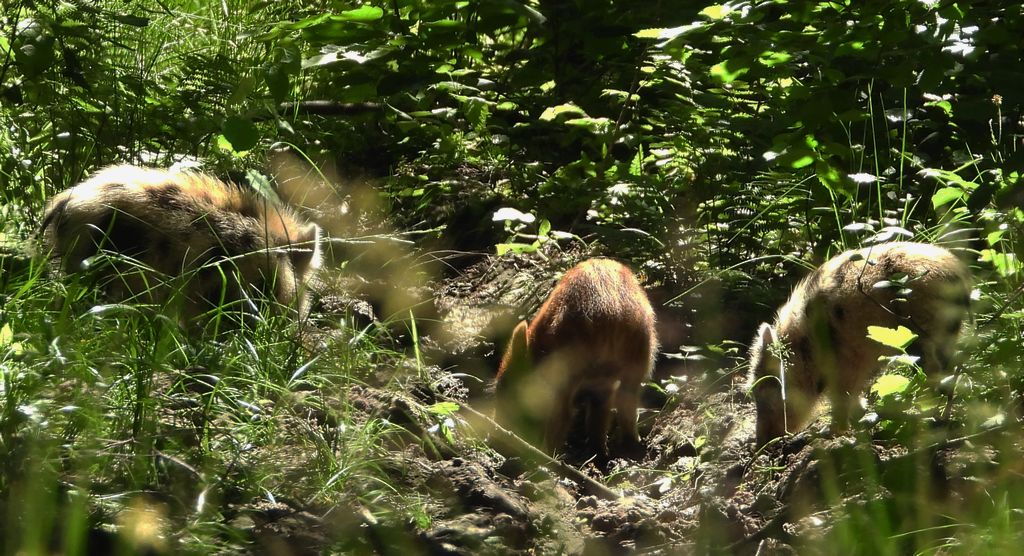 Dzik euroazjatycki, dzik (Sus scrofa)