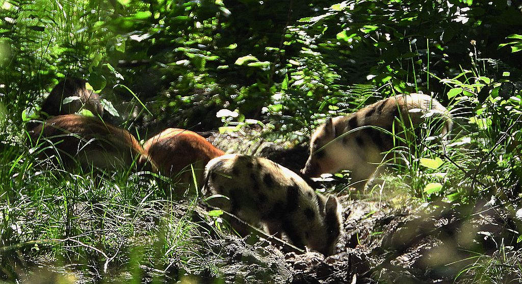 Dzik euroazjatycki, dzik (Sus scrofa)