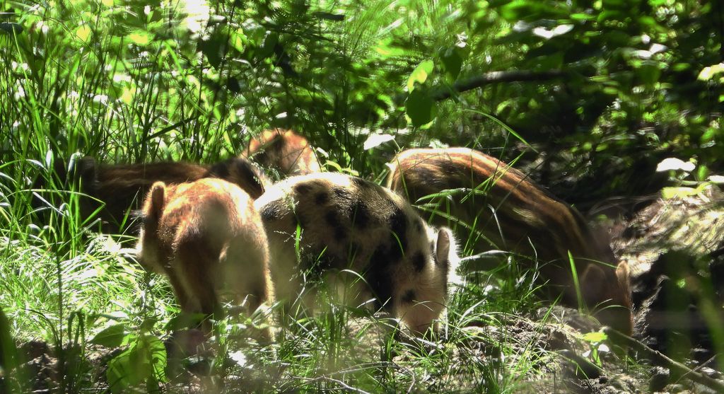 Dzik euroazjatycki, dzik (Sus scrofa)