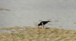 Ostrygojad (Haematopus ostralegus)
