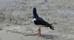 Ostrygojad (Haematopus ostralegus)