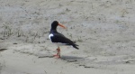 Ostrygojad (Haematopus ostralegus)