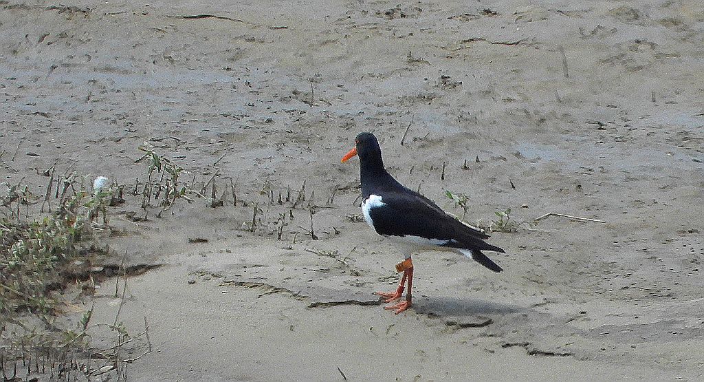 Ostrygojad (Haematopus ostralegus)