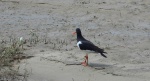 Ostrygojad (Haematopus ostralegus)